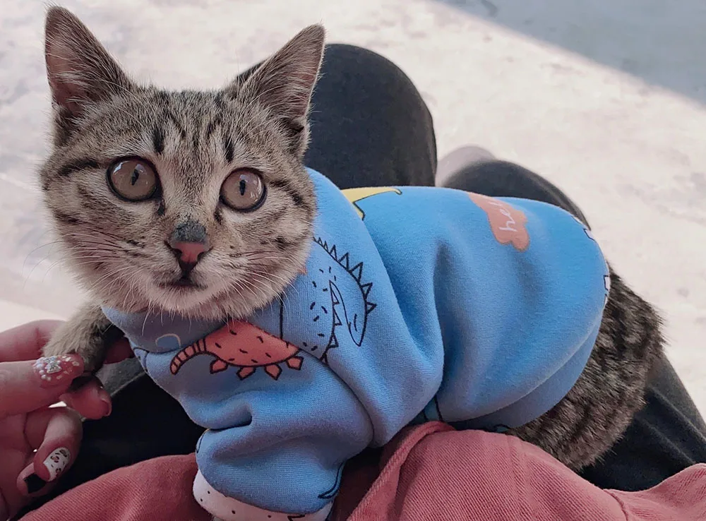 Winter Sphynx Cat Clothes Warm Fleece Cat Hoodie Coat for Puppy Pet Clothing Cute Small Dogs Apparel Hairless Cat Shirt Sweater